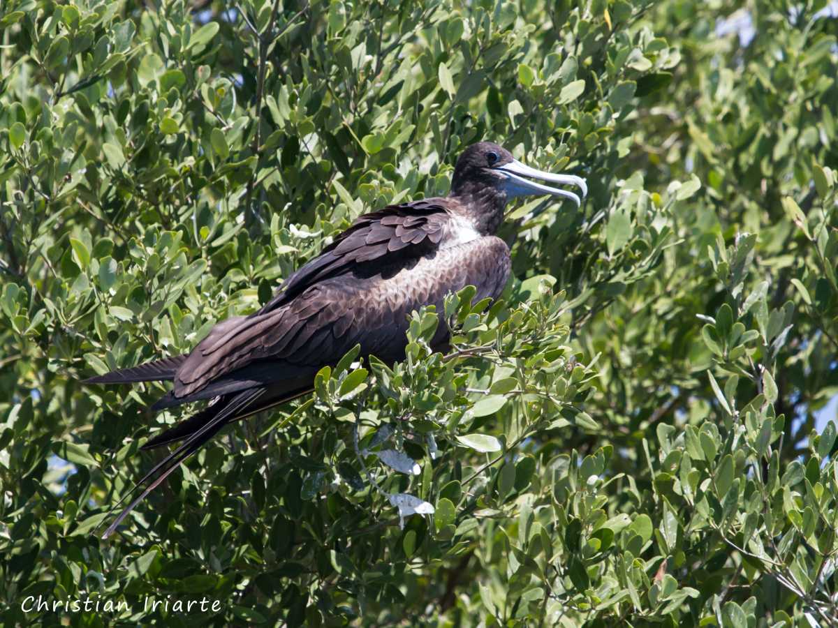 Image: Magnificent frigatebird (Fregata magnificens)