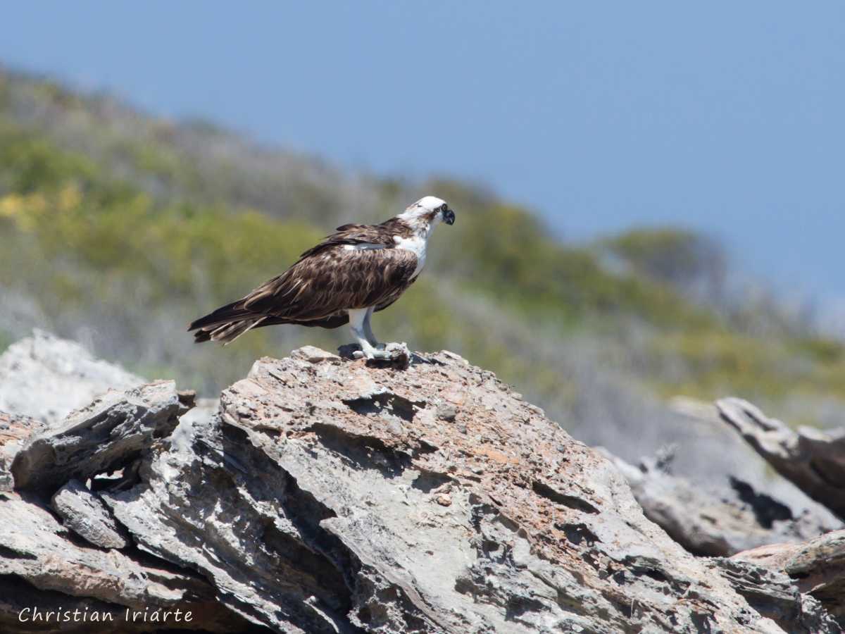 Osprey (Pandion haliaetus) - Contoy Island