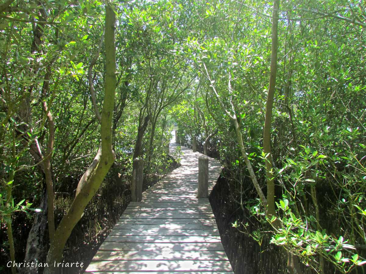 Trail on Contoy Island