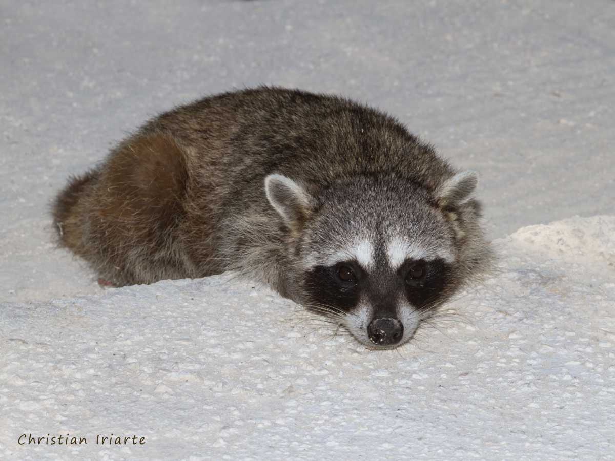 Imagen: Mapache de Cozumel (Procyon pygmaeus)