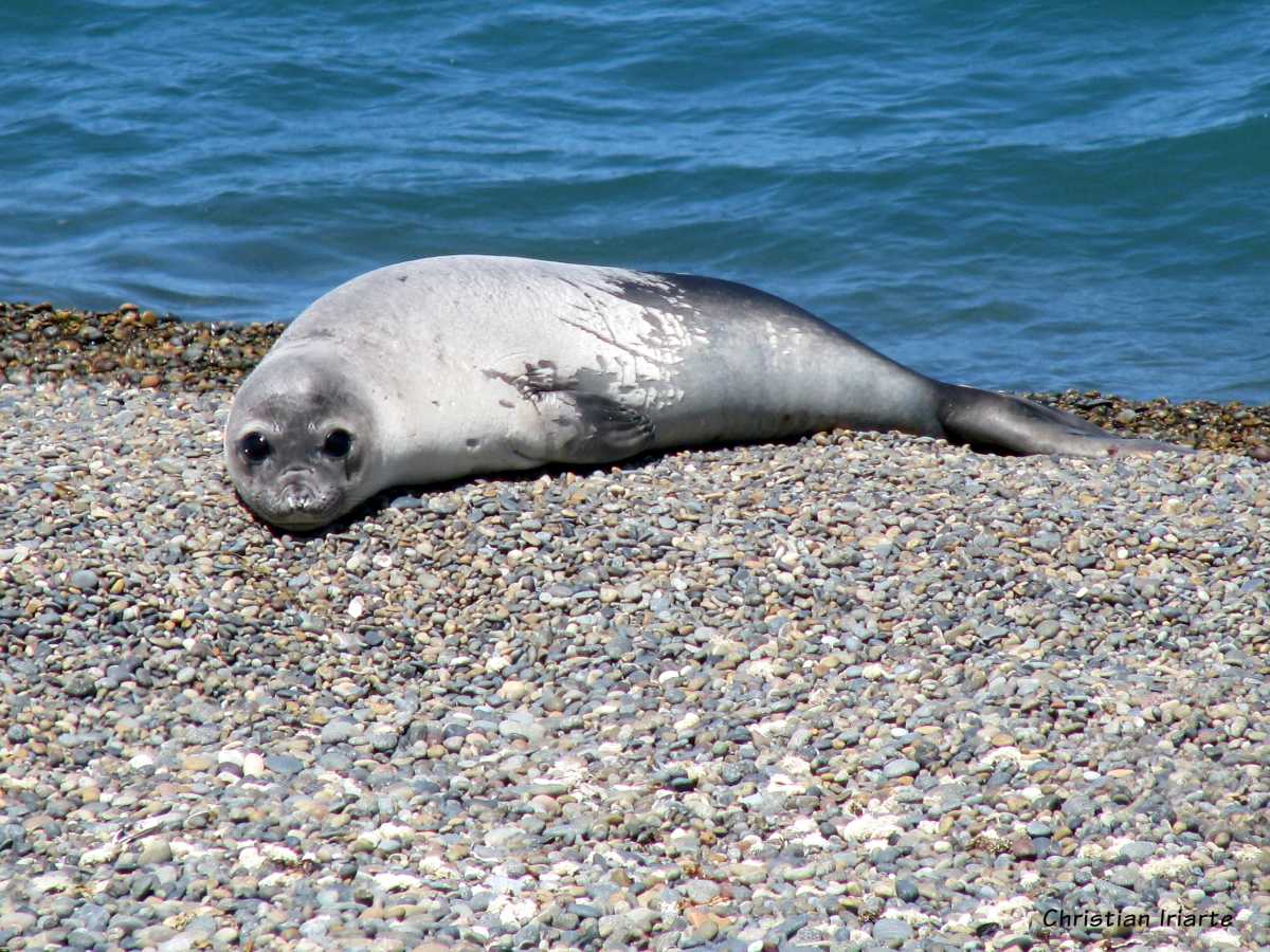 Southern elephant seal in Península Valdés