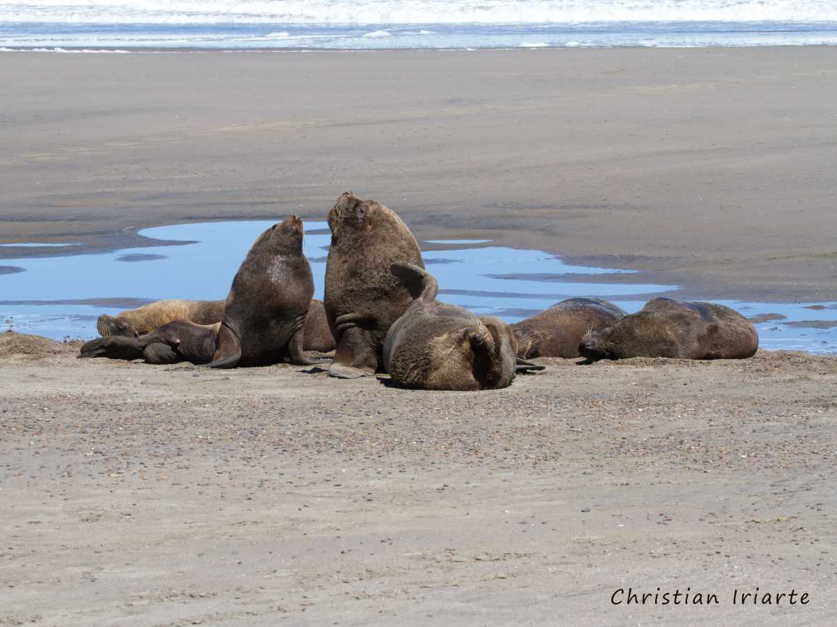 South American sea lion - La Lobería