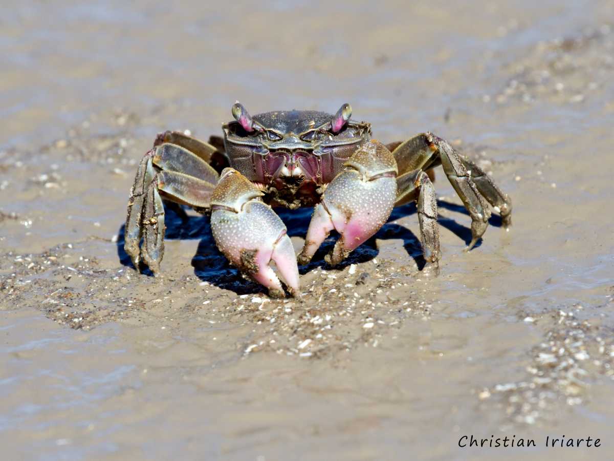 Image: Southwestern Atlantic burrowing crab