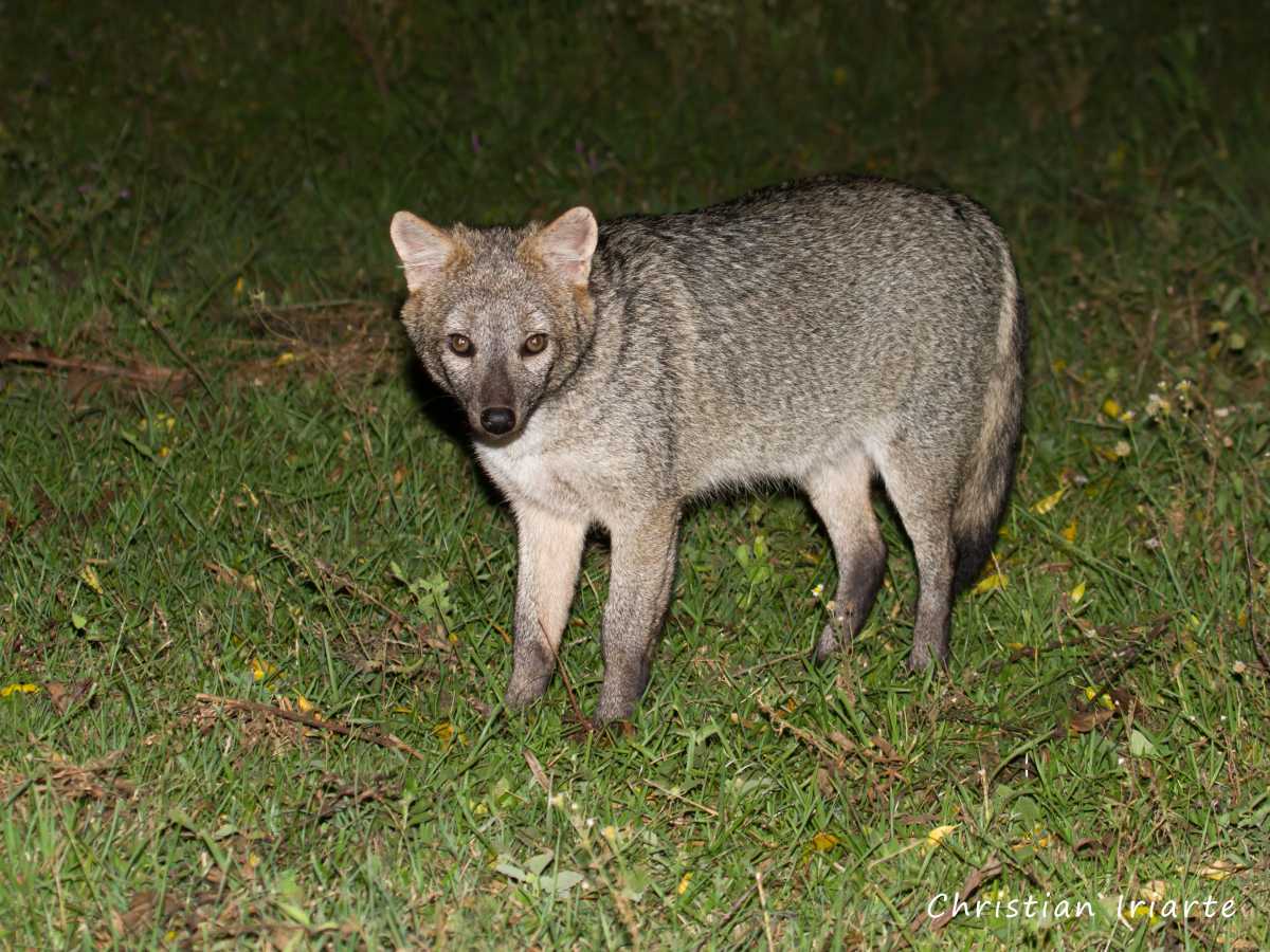 Crab-eating foxes - El Palmar National Park