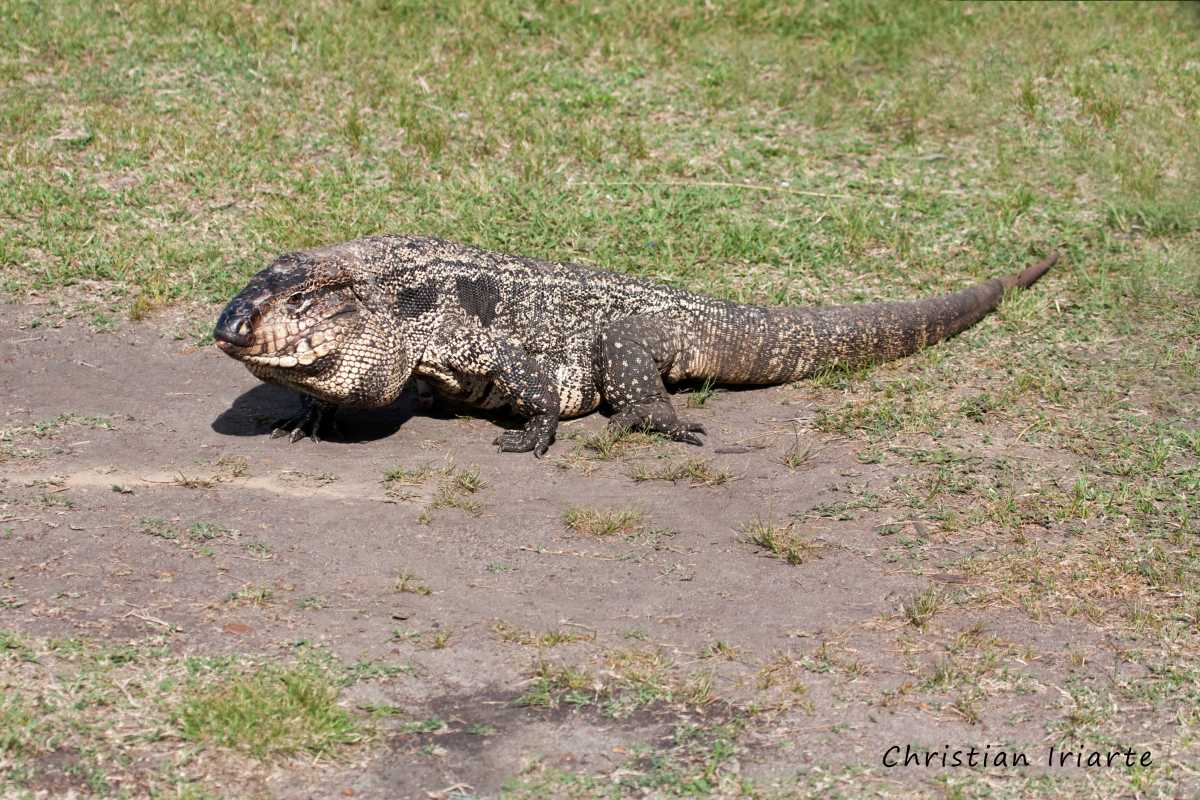 Black-and-white tegu - El Palmar National Park