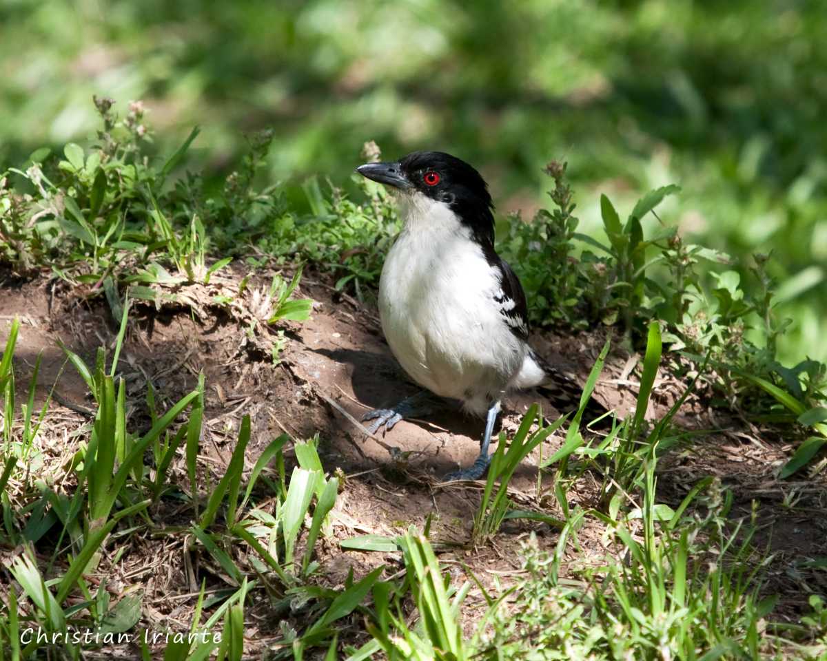 Chororó (Taraba major) - Parque nacional Pre-Delta