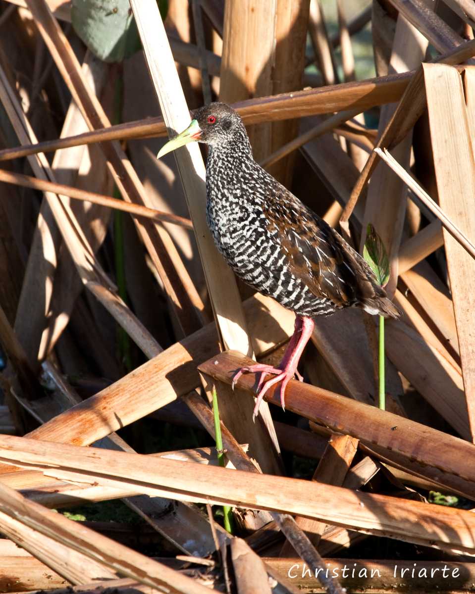 Gallineta overa - Parque nacional Pre-Delta