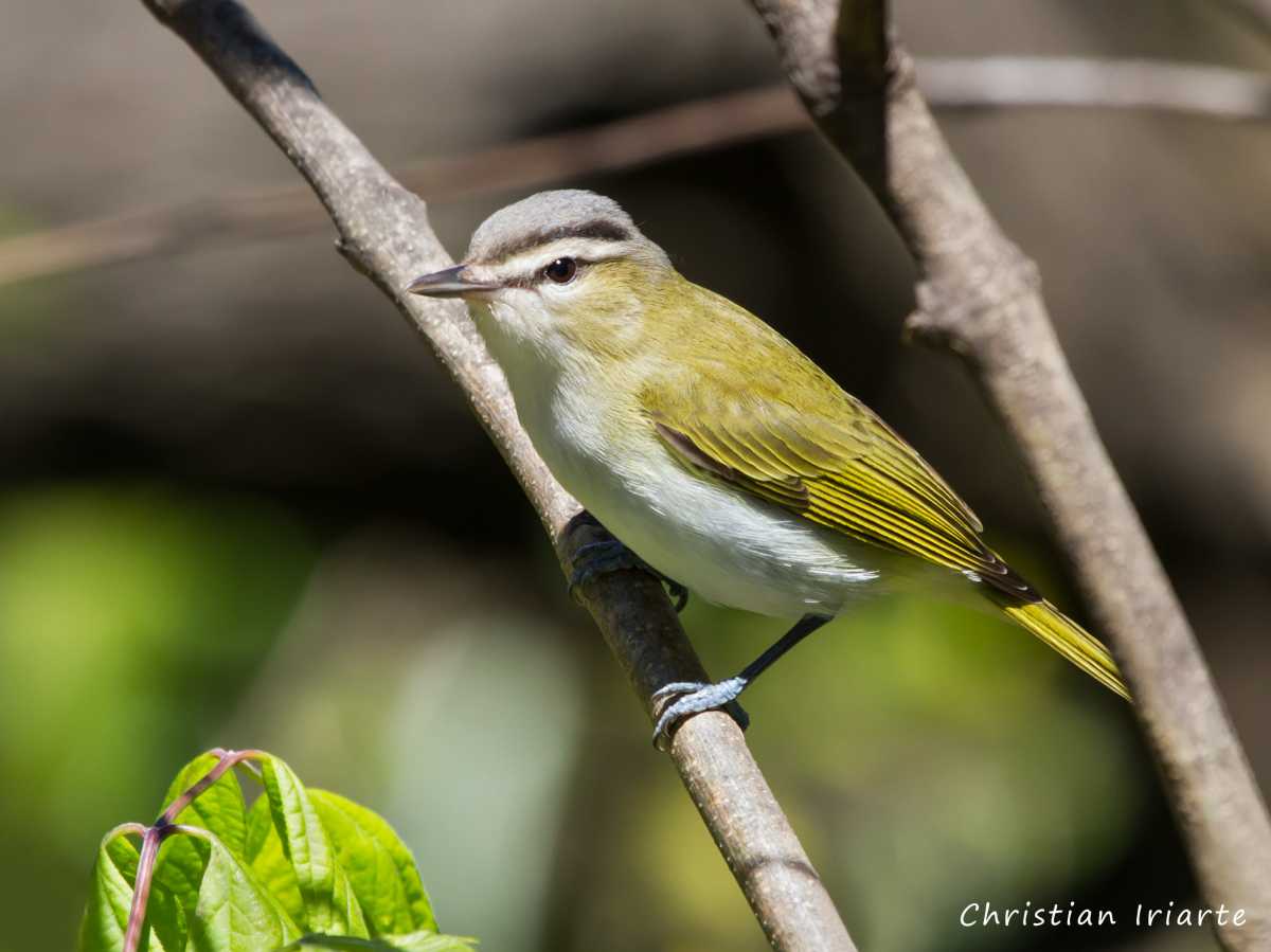 Imagen: Chiví común - Reserva ecológica Costanera Sur