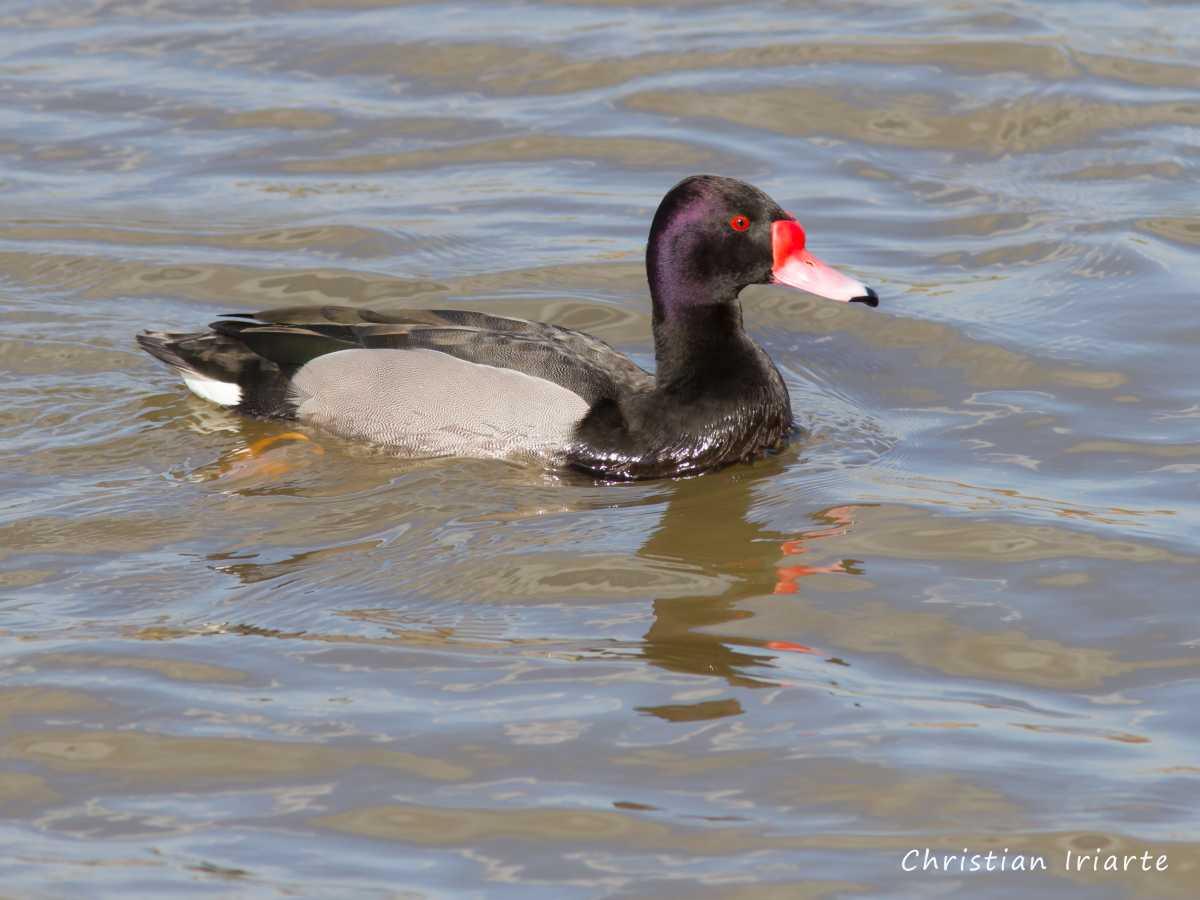 Pato picazo - Reserva ecológica Costanera Sur