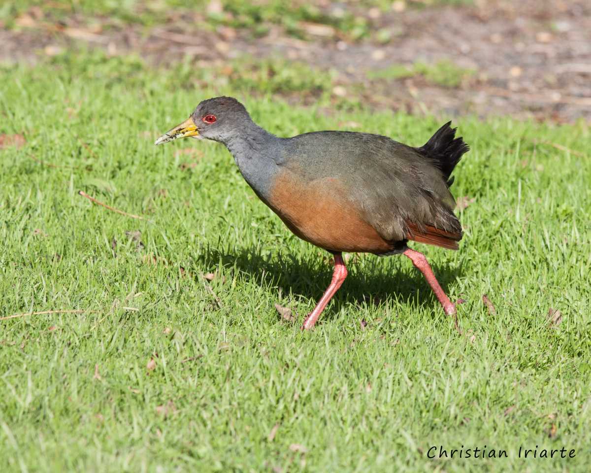 Chiricote (Aramides cajaneus) - Isla Martín García