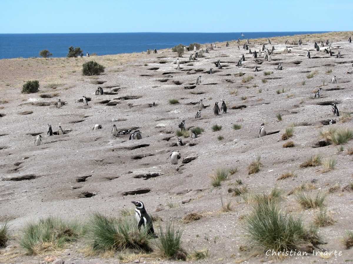 Image: Penguin colony - Cabo Dos Bahías