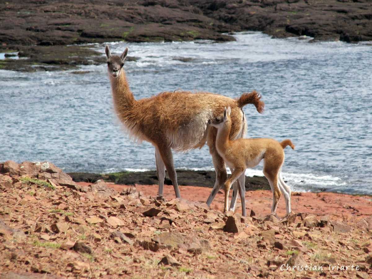 Guanaco (Lama guanicoe) - Cabo Dos Bahías