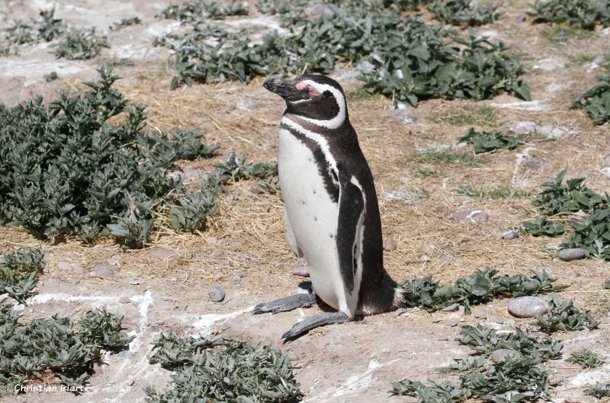 Magellanic penguin - Cabo Dos Bahías