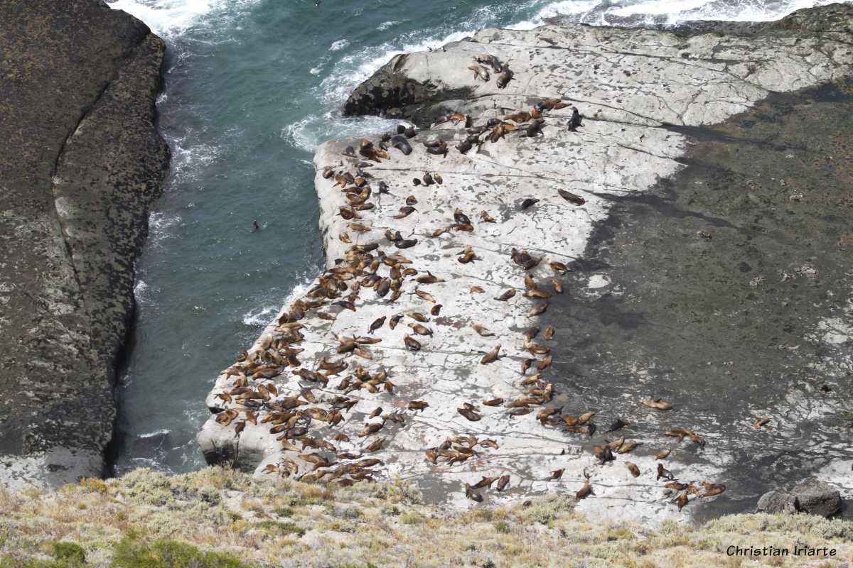 South American sea lions - Punta del Marqués