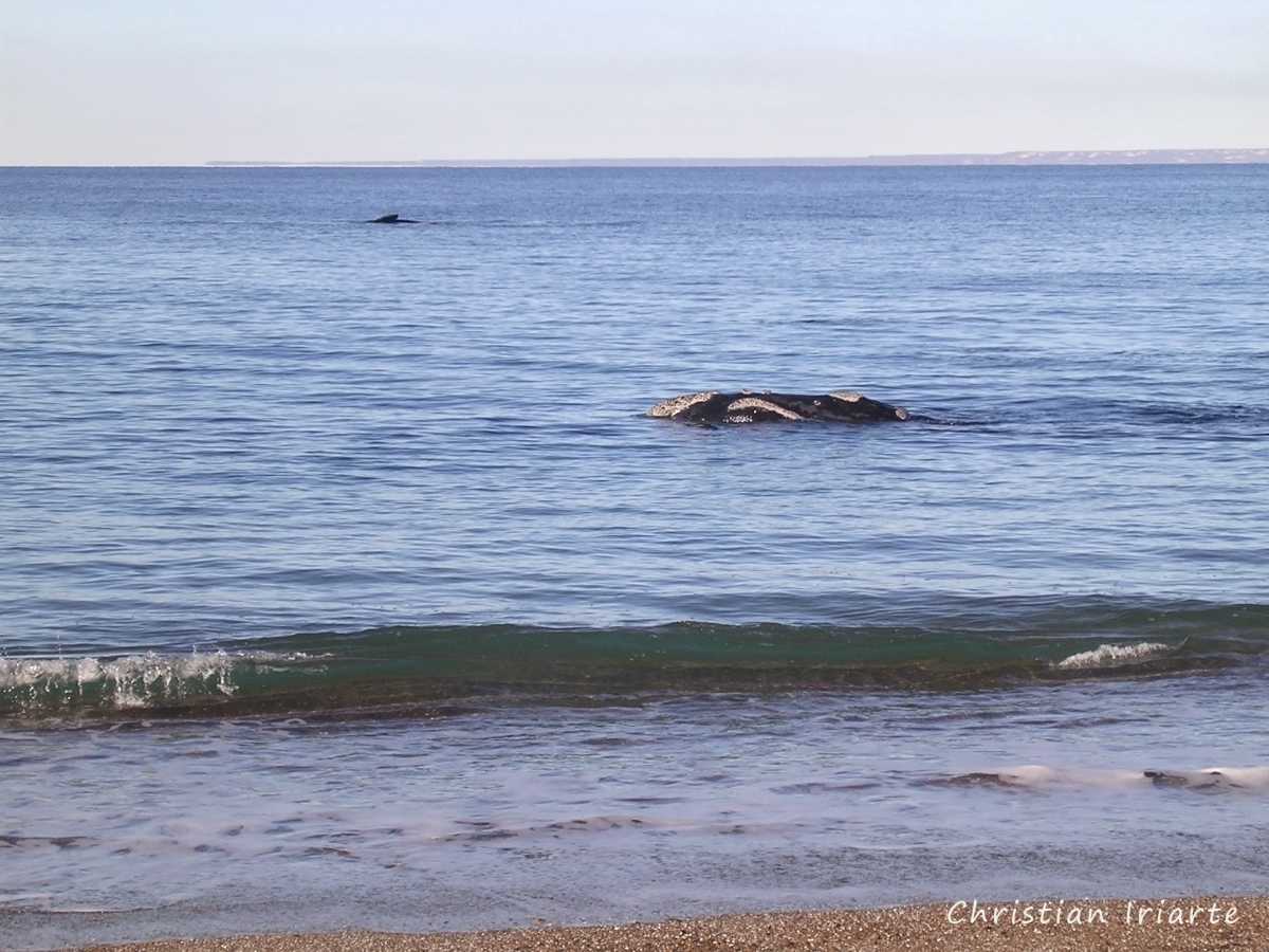 Southern right whale - El Doradillo