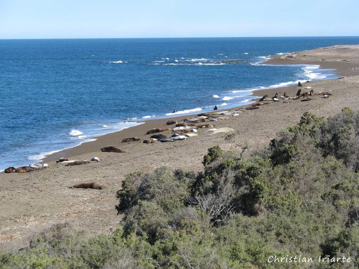 Punta Norte - Península Valdés