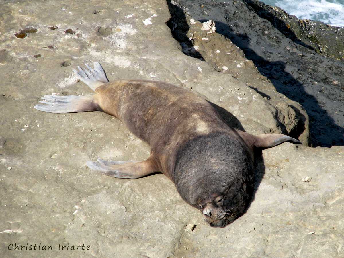 South American sea lion - Punta Pirámides
