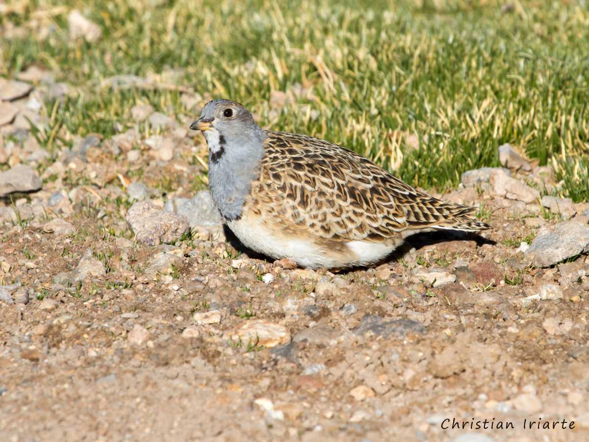 Grey-breasted seedsnipe - Machuca