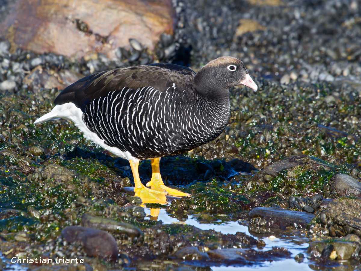 Caranca (Chloephaga hybrida) - Bahía Golondrina