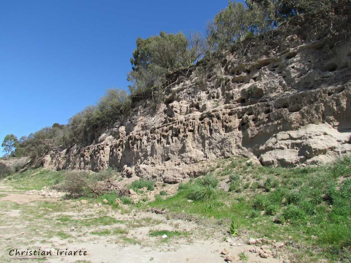 Colony of burrowing parrots - Saldungaray