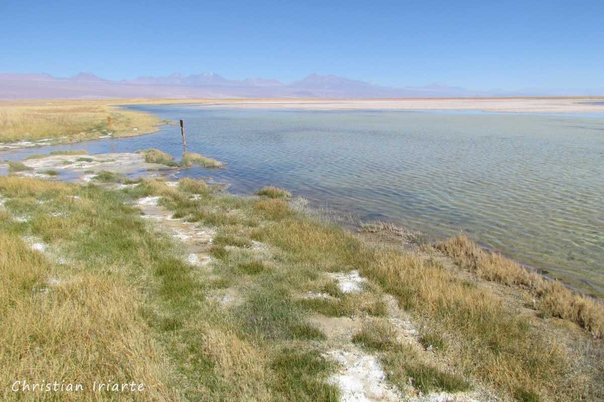 Imagen: Laguna Cejar