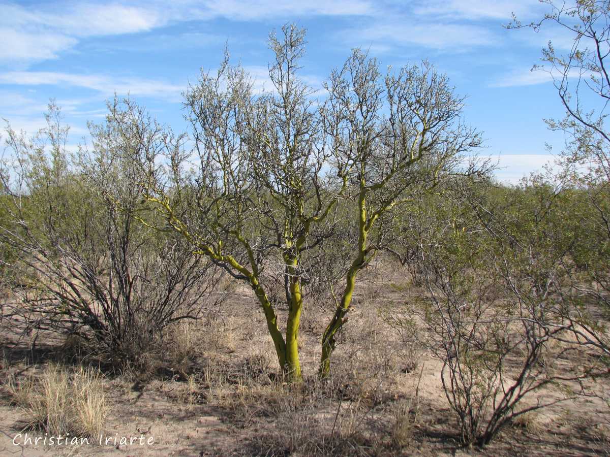 Image: Ñacuñán Biosphere Reserve