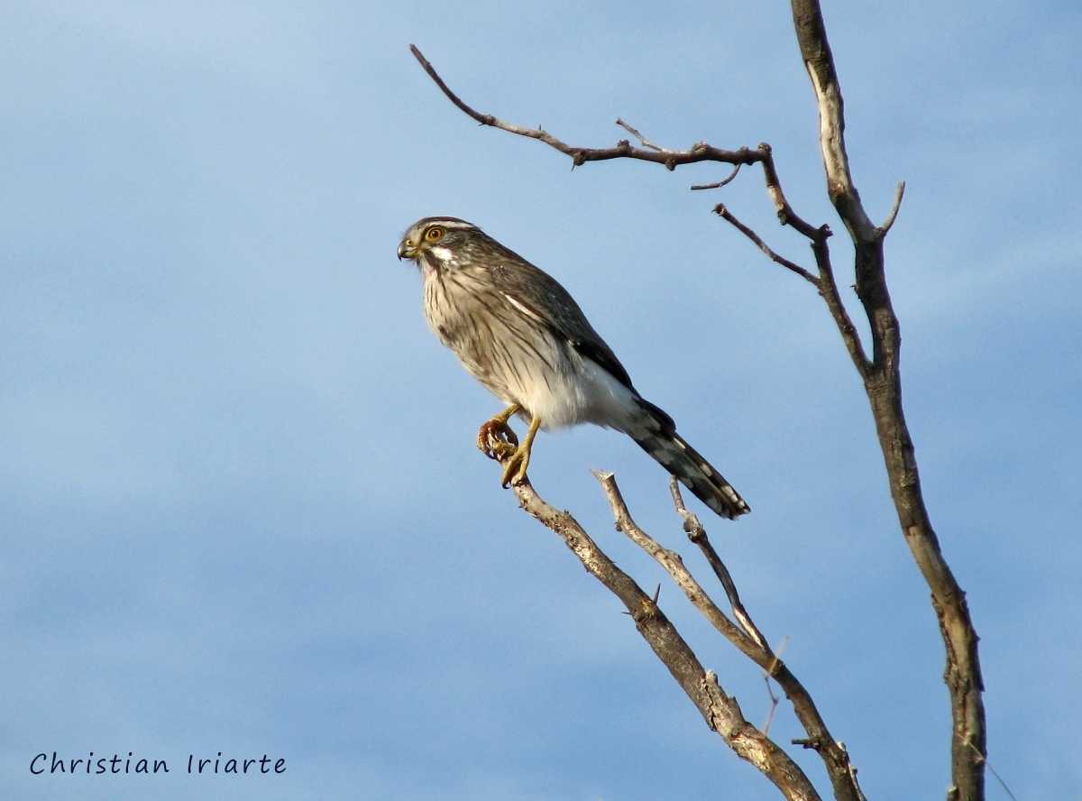 Spot-winged falconet - Ñacuñán