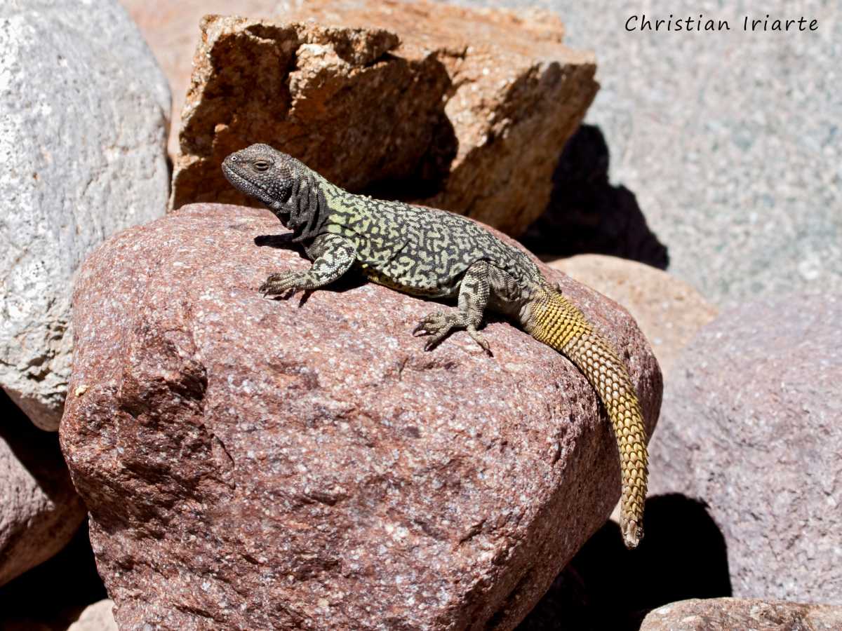 Imagen: Lagarto cola de piche - Parque provincial Aconcagua