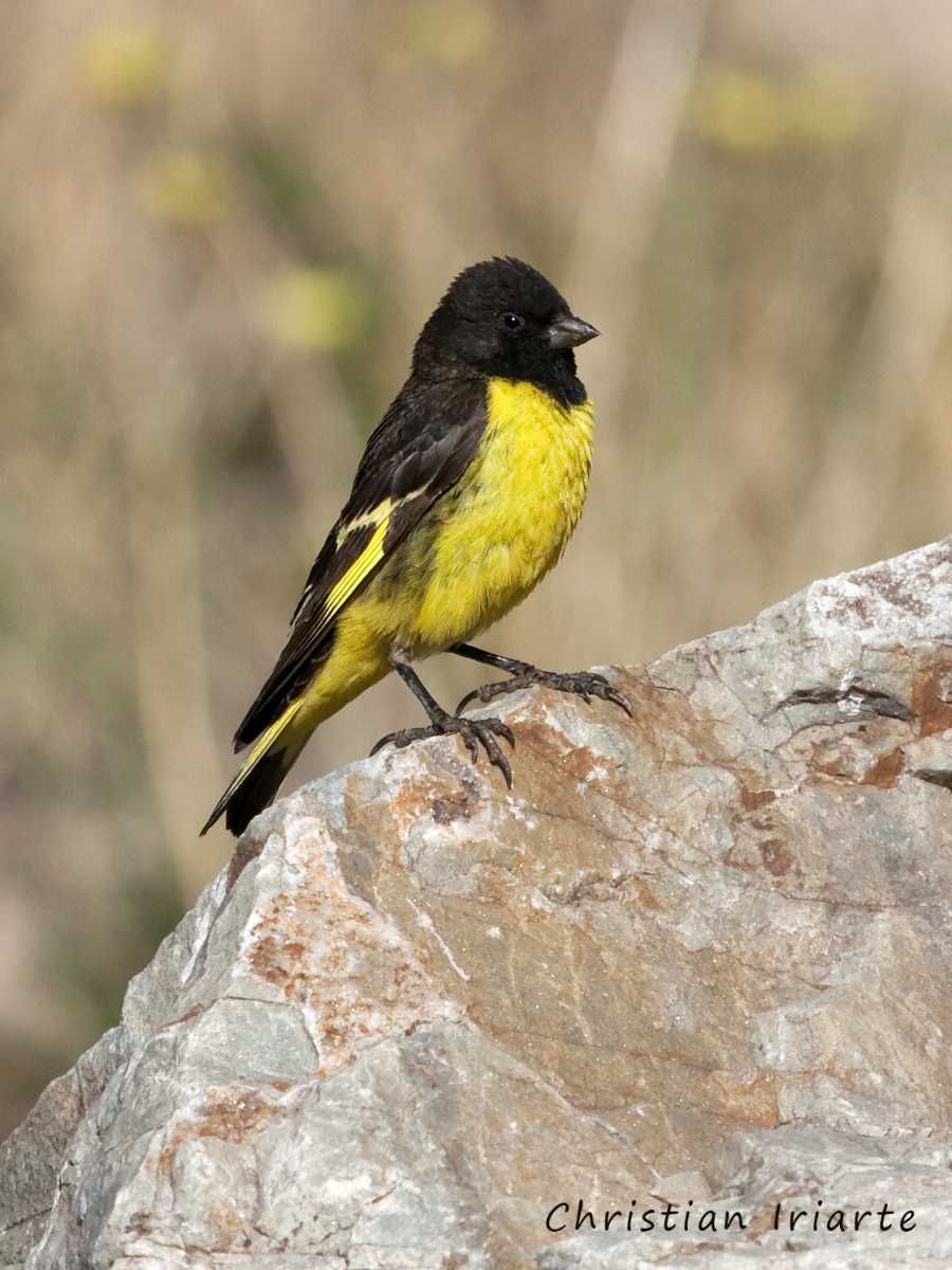 Cabecitanegra andino - Parque provincial Aconcagua