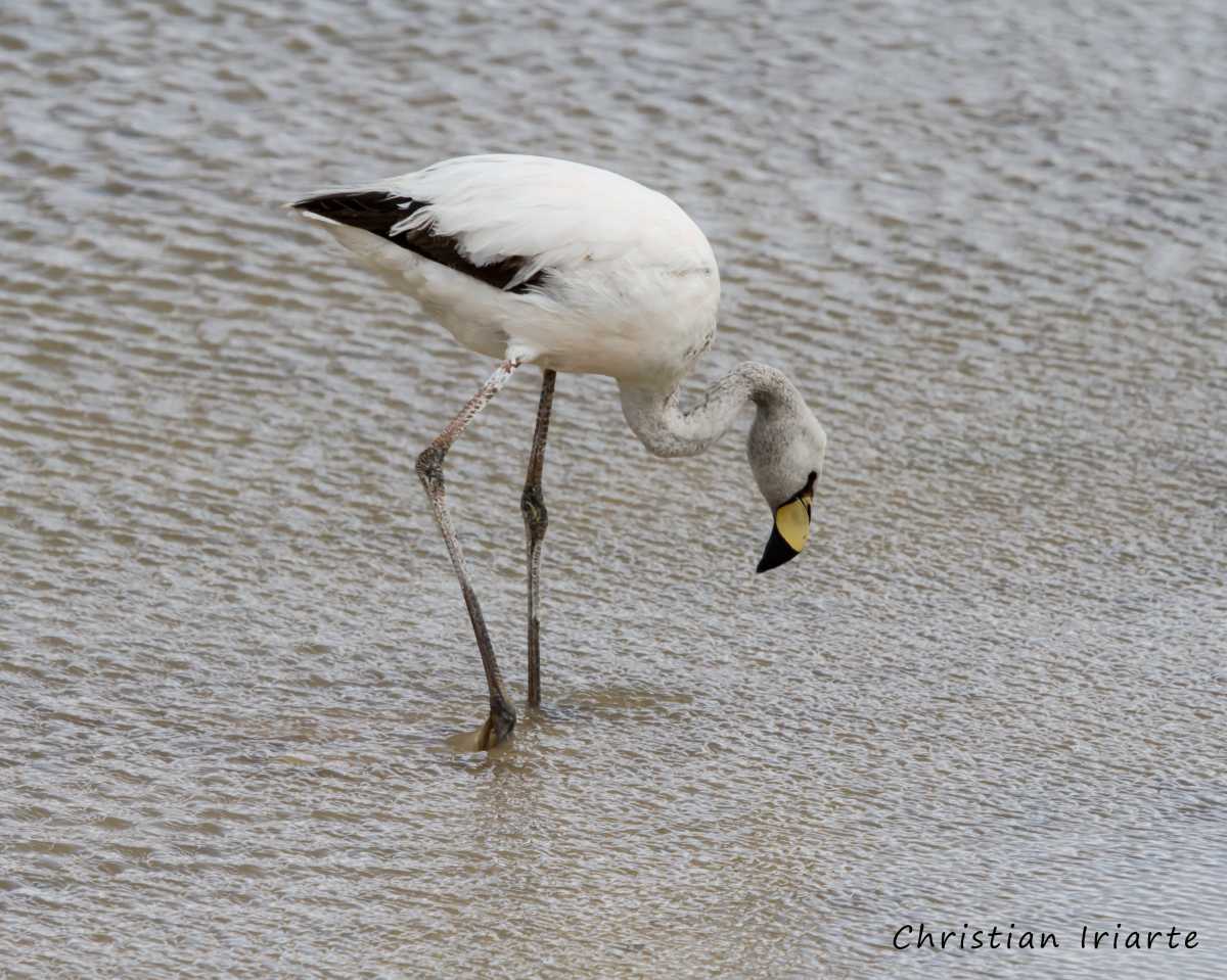 Puna flamingo - Laguna Verde