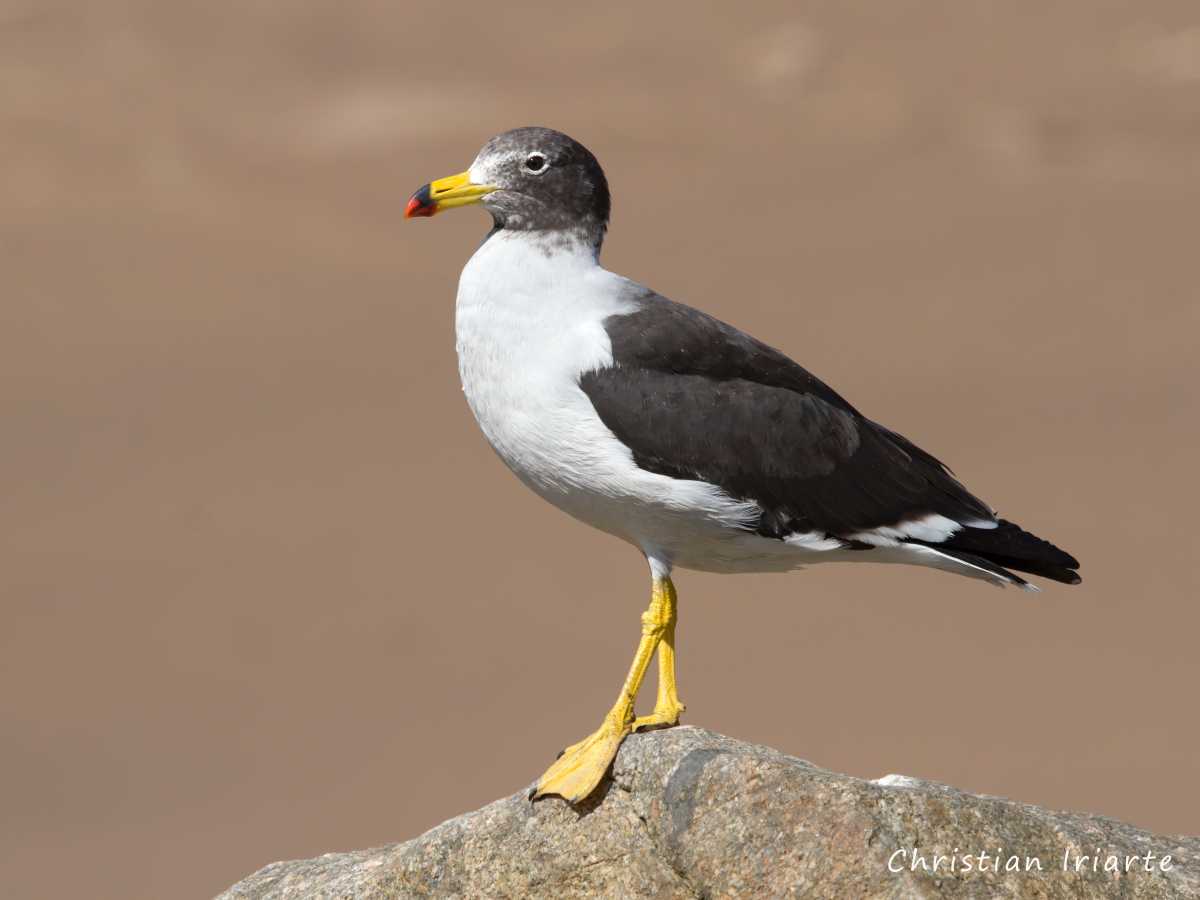 Imagen: Gaviota peruana - Parque nacional Pan de Azúcar