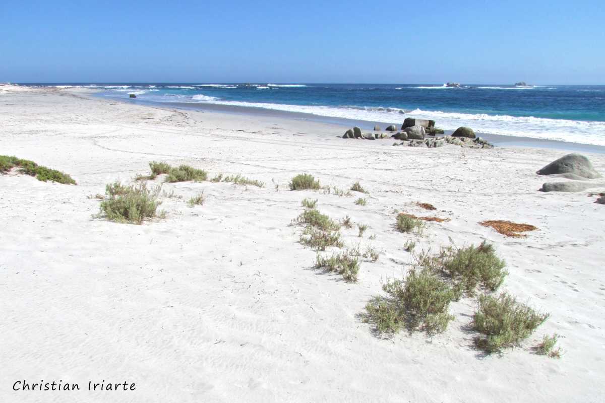 Image: Playa Blanca (Blanca Beach) - Llanos de Challe