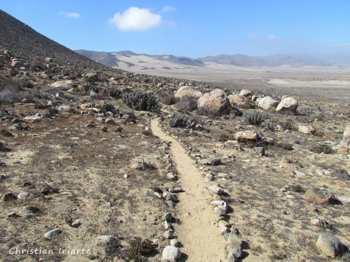 Centenario Trail - Llanos de Challe National Park