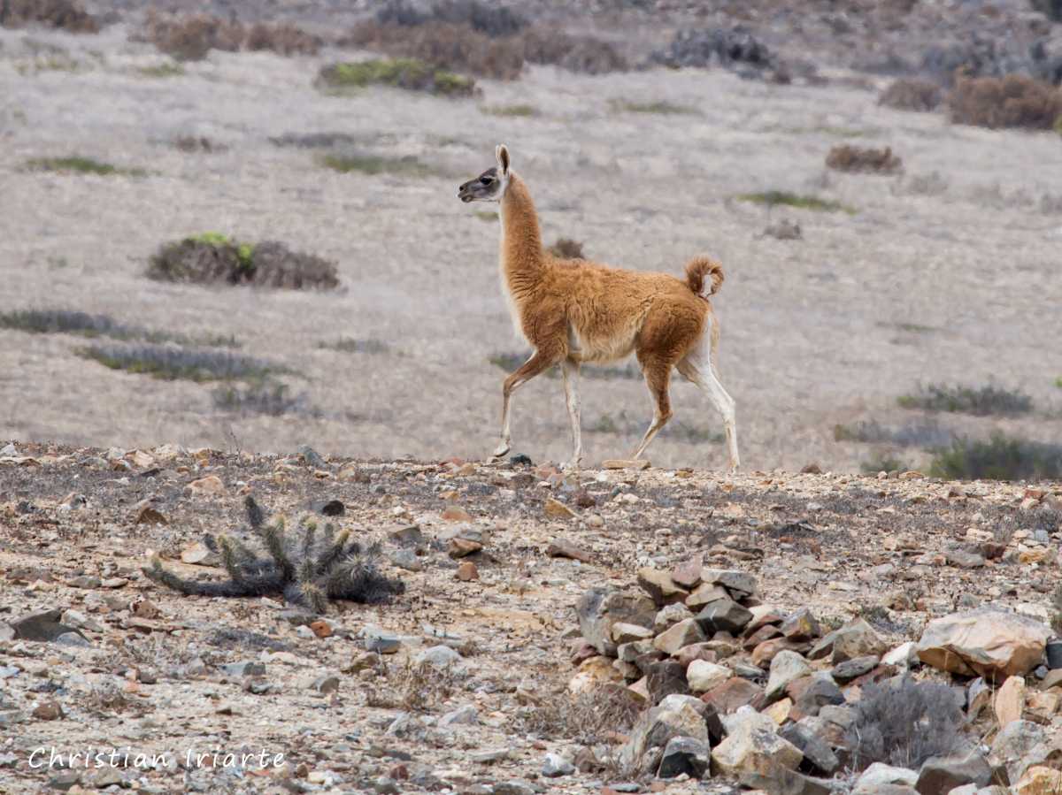 Imagen: Guanaco (Lama guanicoe) - PN Llanos de Challe