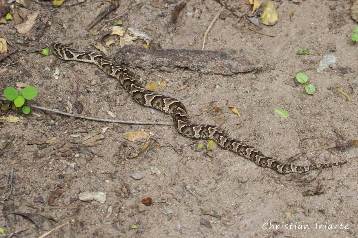 Imagen: Falsa yarará - Quebrada de las Higueritas