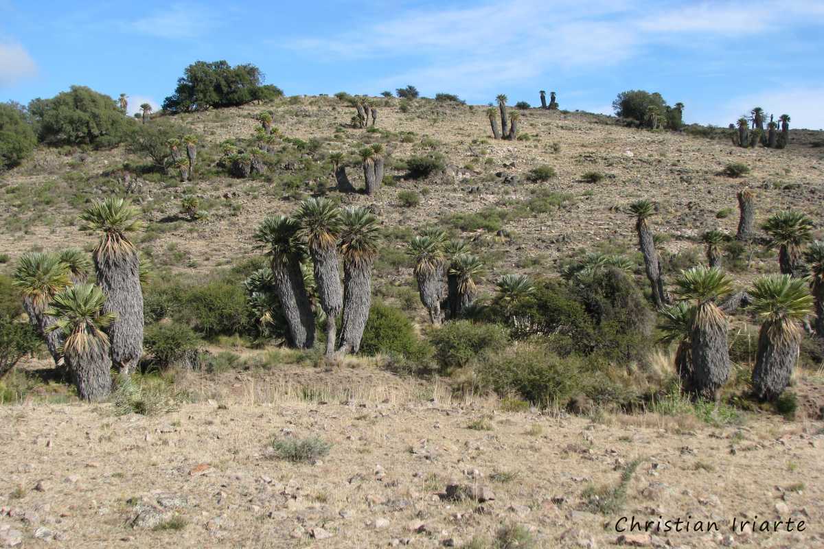 Camino a El Rincón