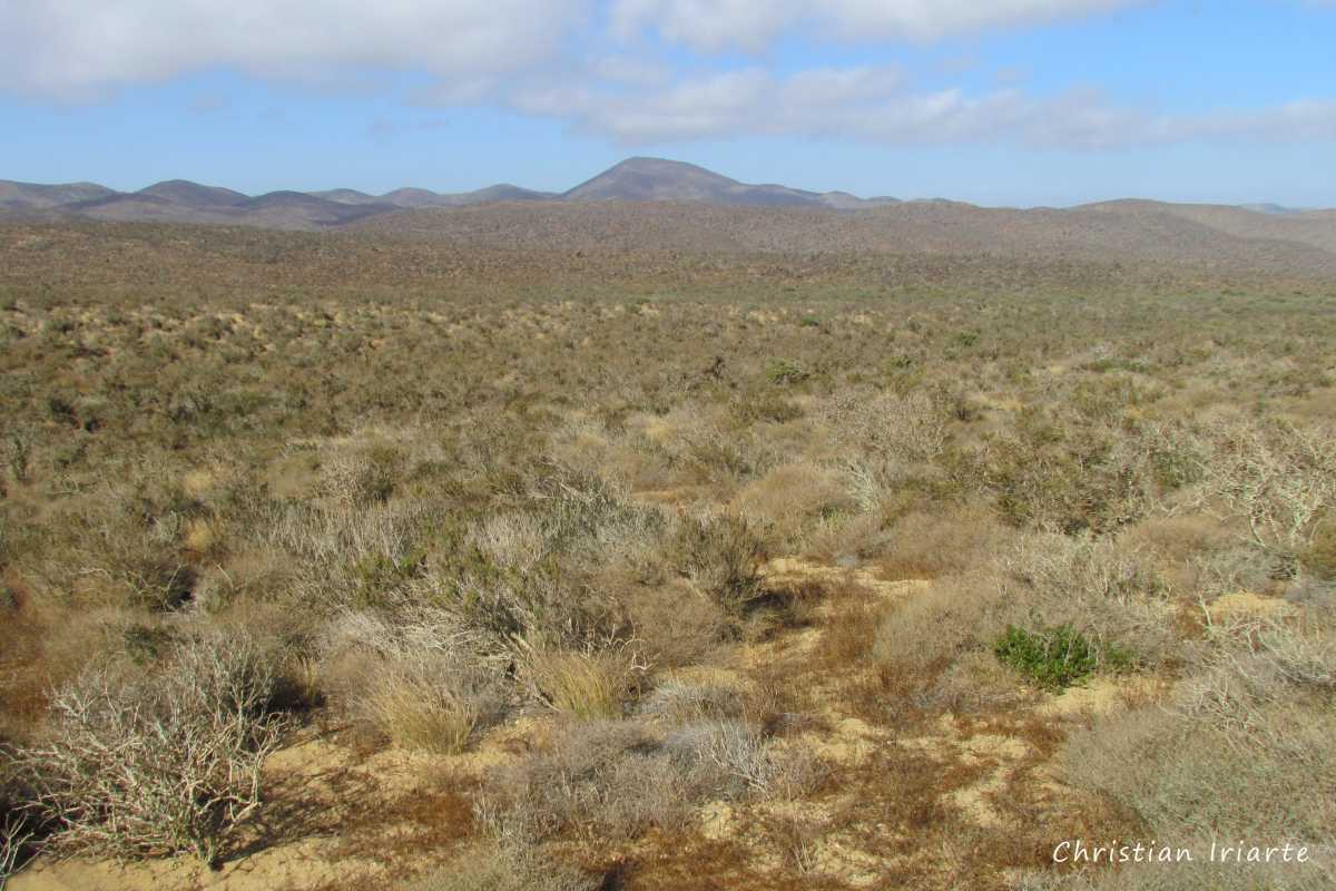 Image: Bosque Fray Jorge National Park