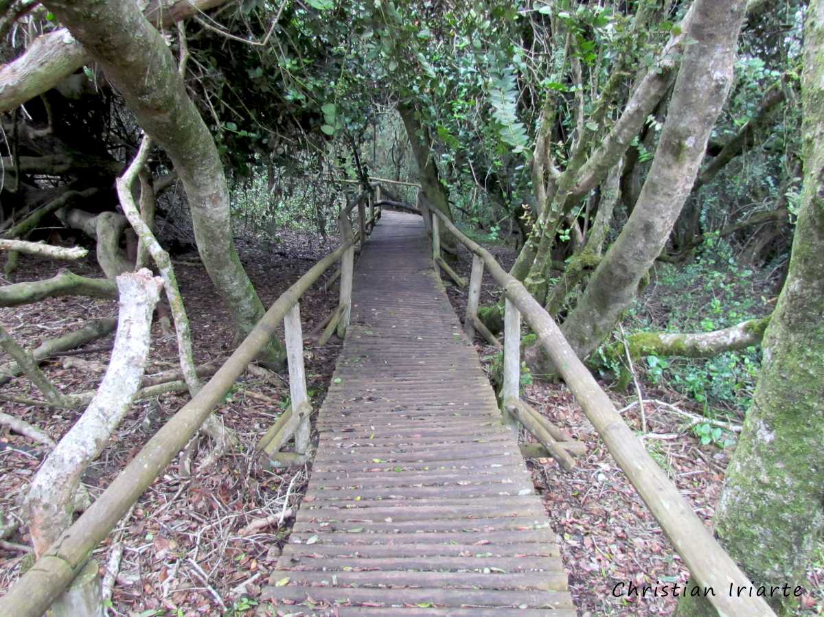 Imagen: Bosque hidrófilo - Parque Nacional Bosque Fray Jorge
