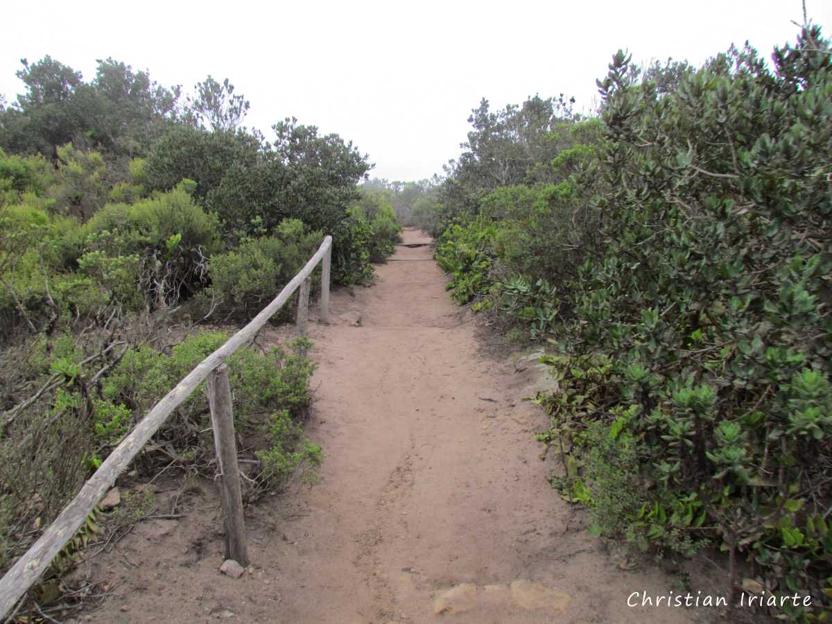 Bosque hidrófilo - Parque Nacional Bosque Fray Jorge