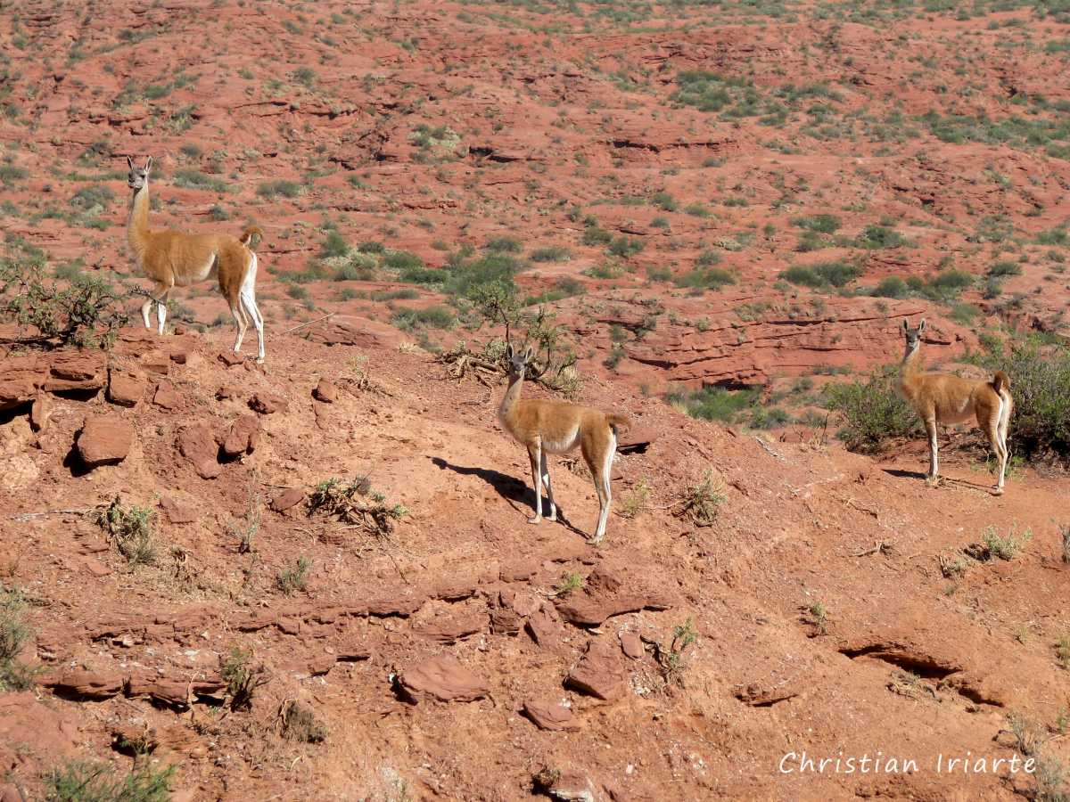 Imagen: Guanaco (Lama guanicoe) - Sierra de las Quijadas