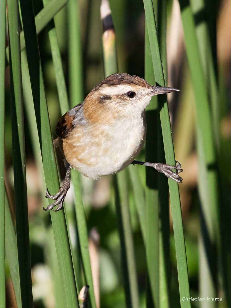 Wren-like rushbird - Laguna de Monte