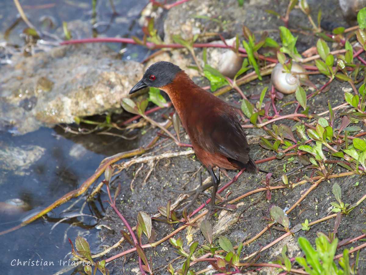 Ruddy crake - Laguna de Cobá