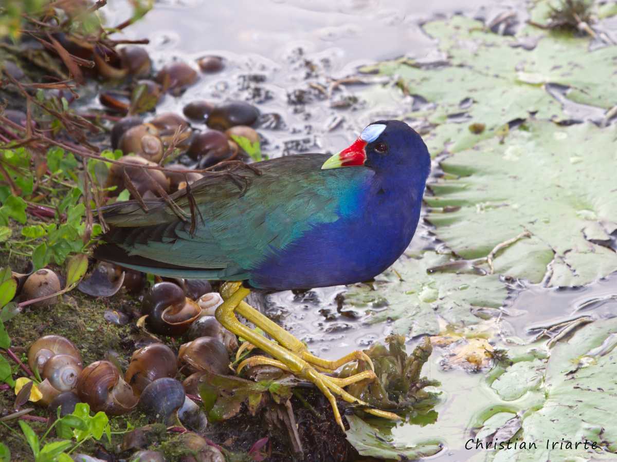 Purple gallinule - Laguna de Cobá