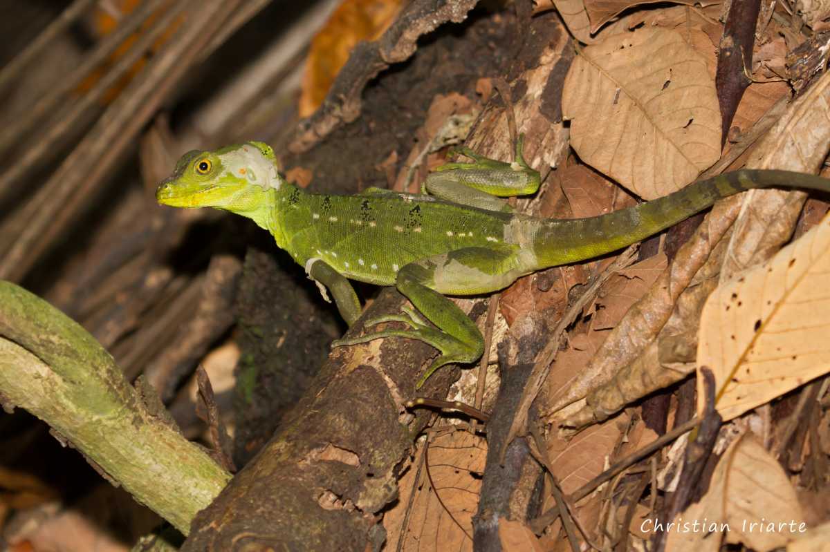 Basilisco esmeralda - Parque nacional Cahuita