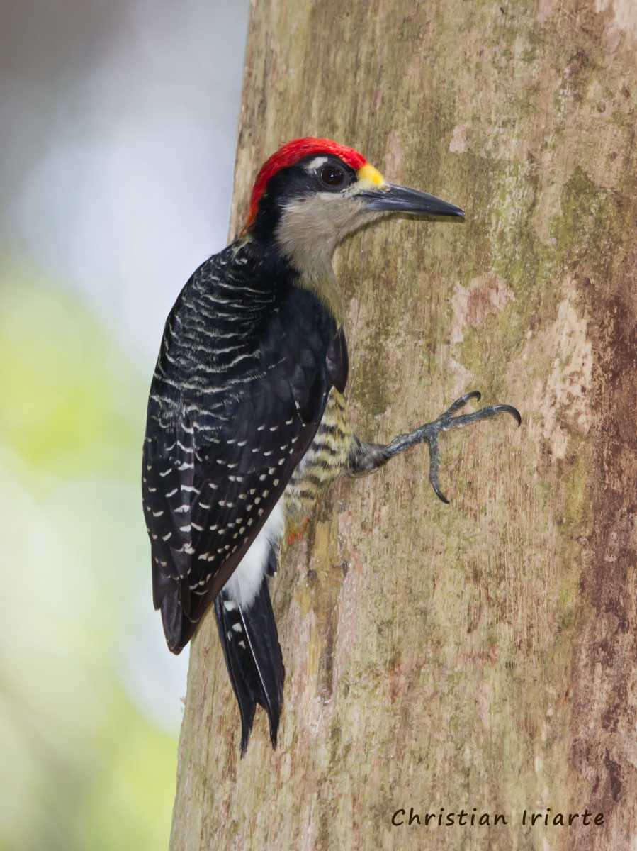 Image: Black-cheeked woodpecker - Gandoca-Manzanillo
