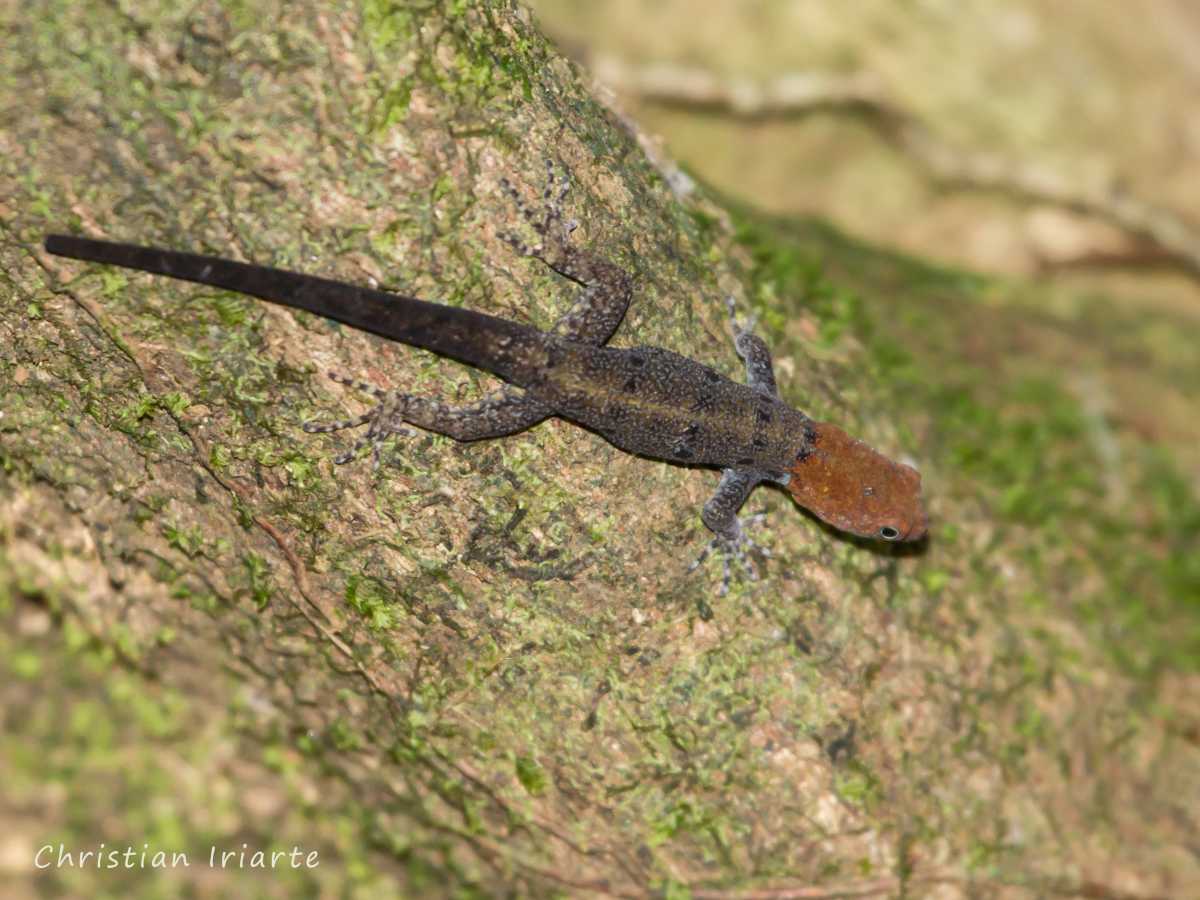 Yellow-headed gecko - Gandoca-Manzanillo