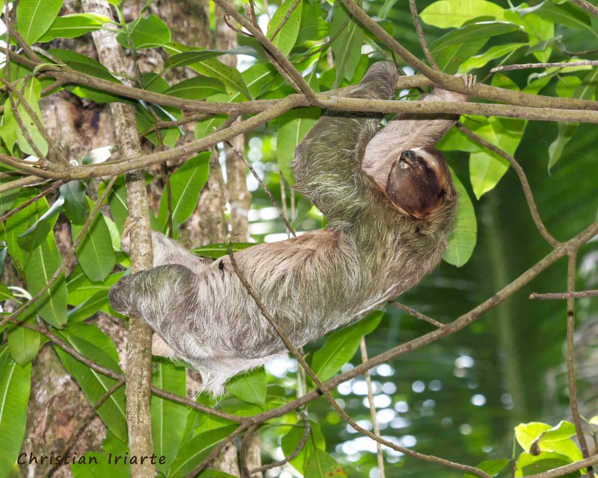 Brown-throated sloth - Gandoca-Manzanillo