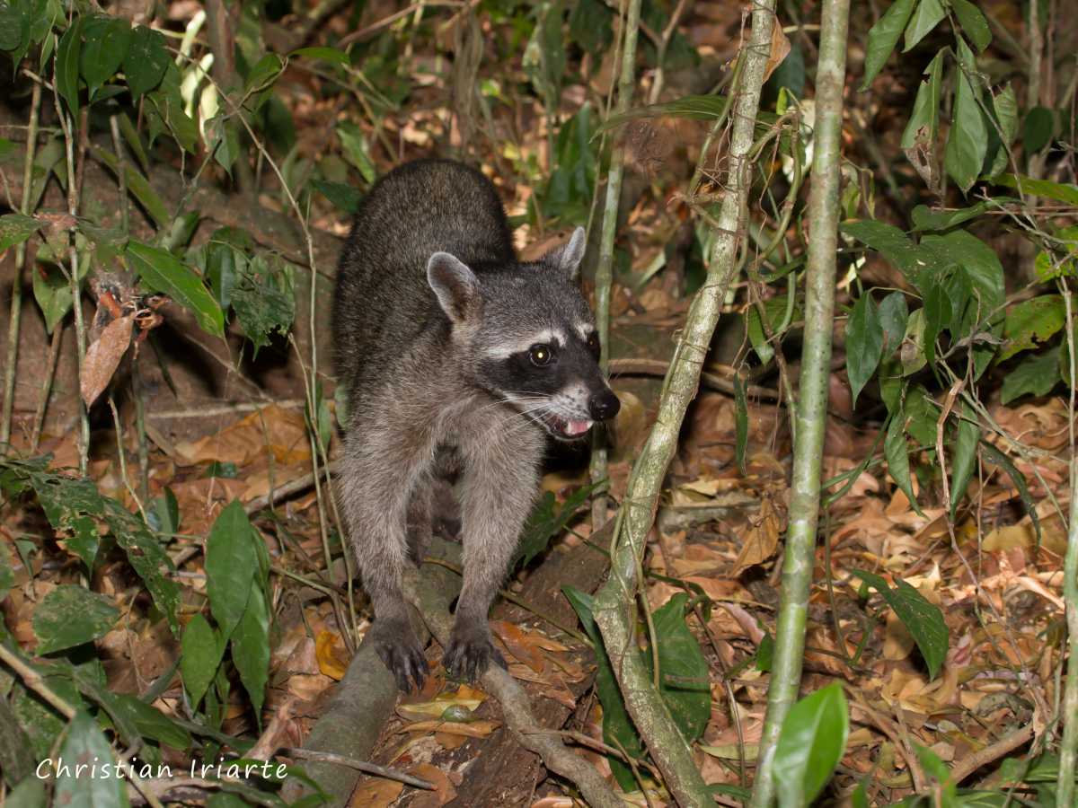Mapache norteño - Parque nacional Manuel Antonio