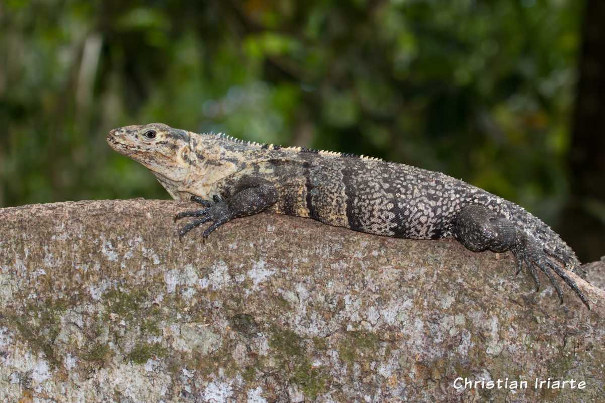 Garrobo común - Parque nacional Manuel Antonio