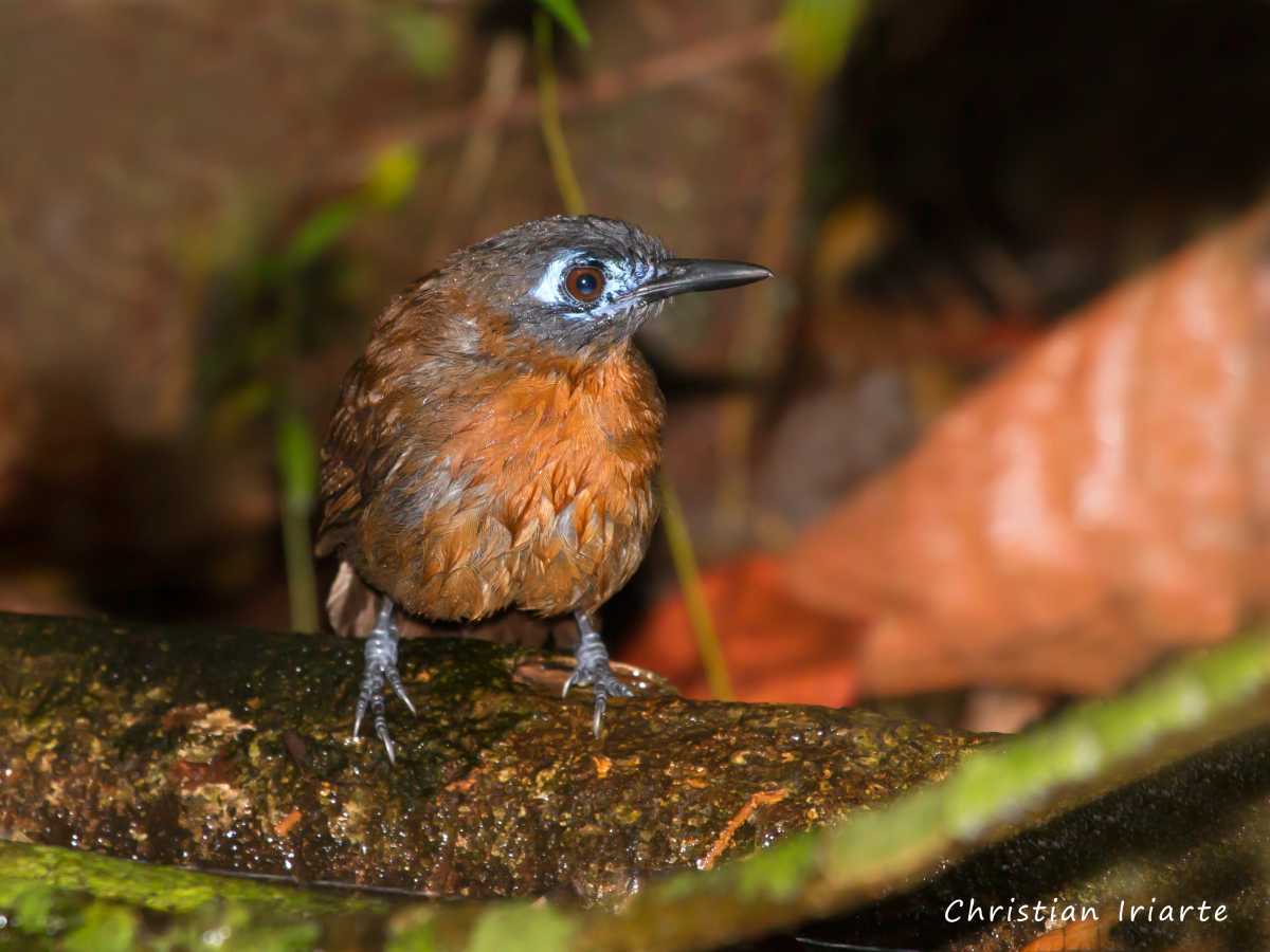 Image: Chestnut-backed antbird - Manuel Antonio